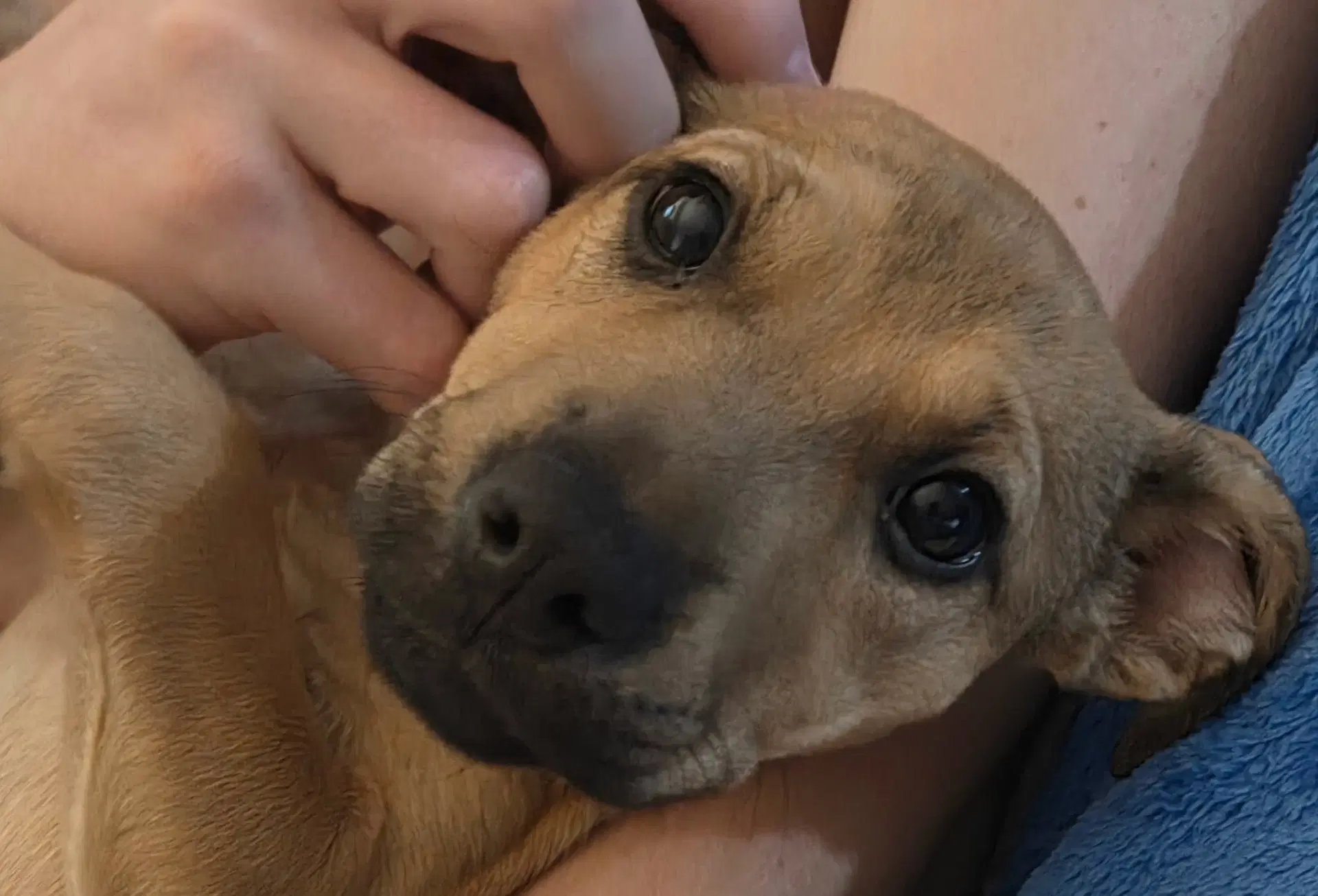 Leesa - Terrier