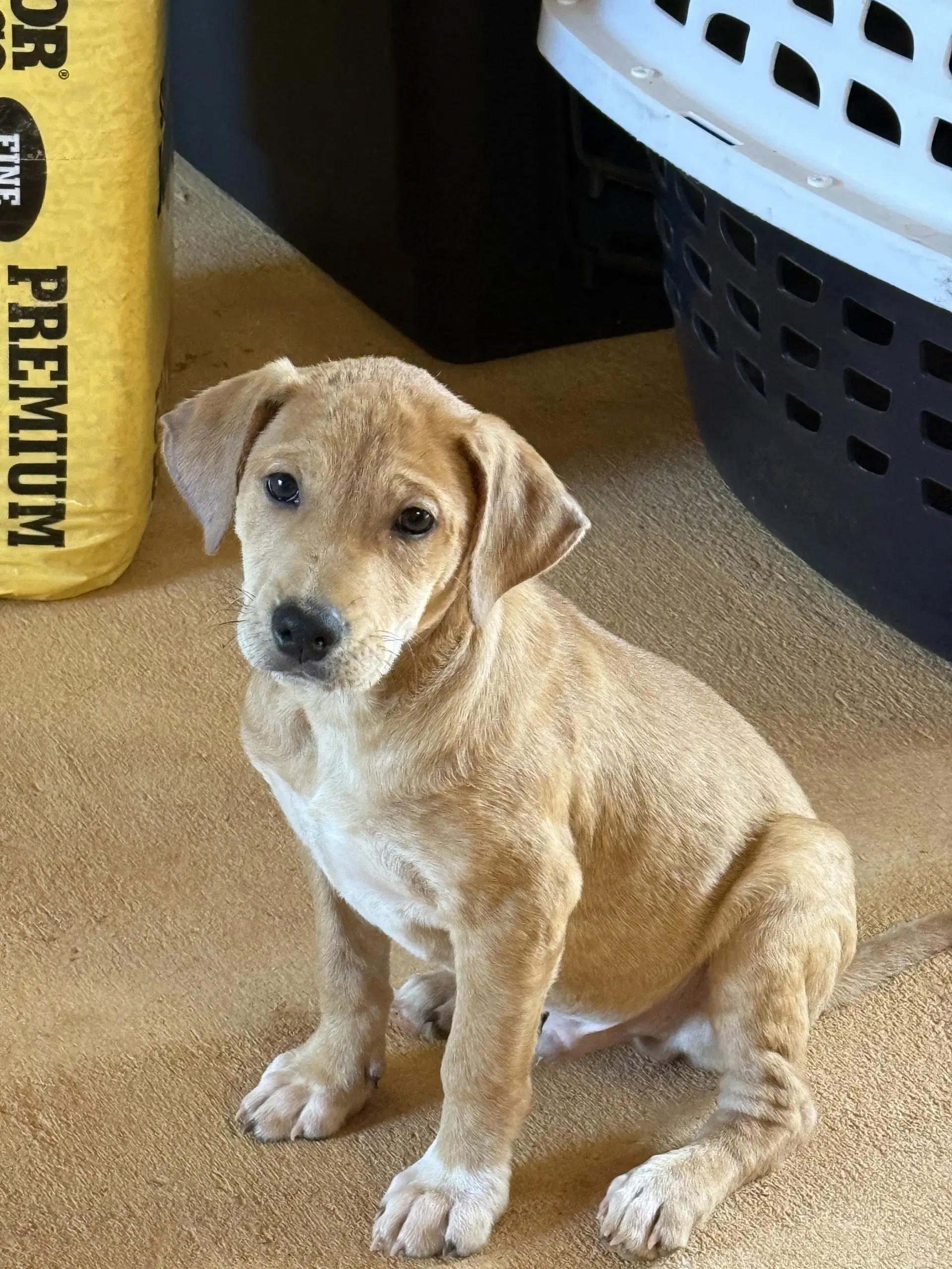 Draco - Labrador Retriever