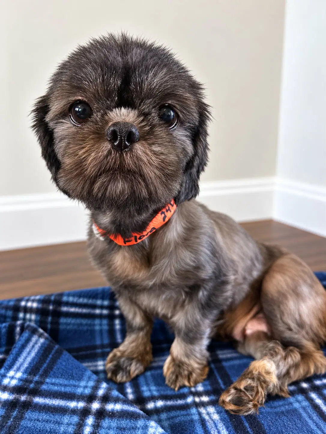Flora - Shih Tzu