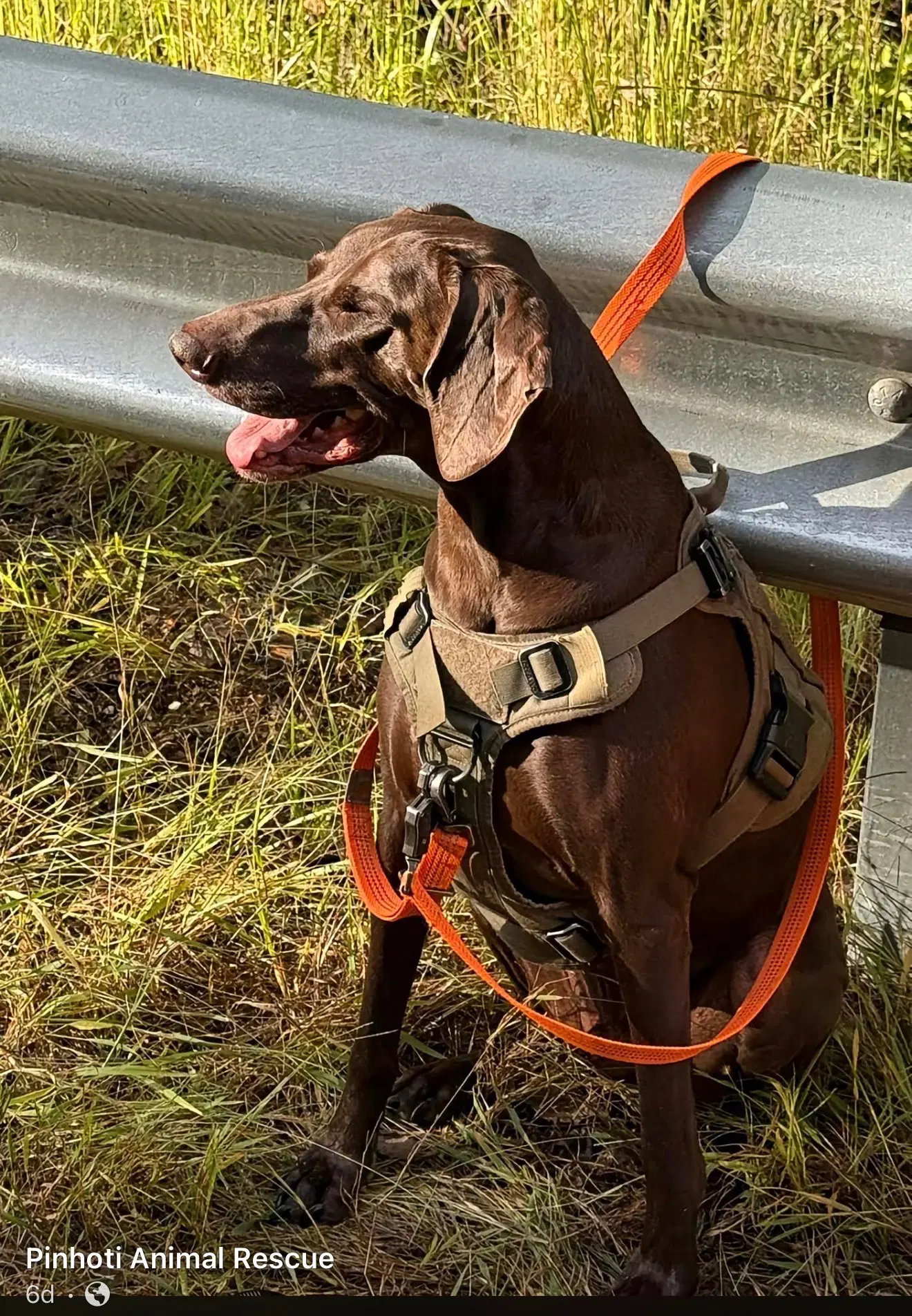 Rocky - German Shorthaired Pointer