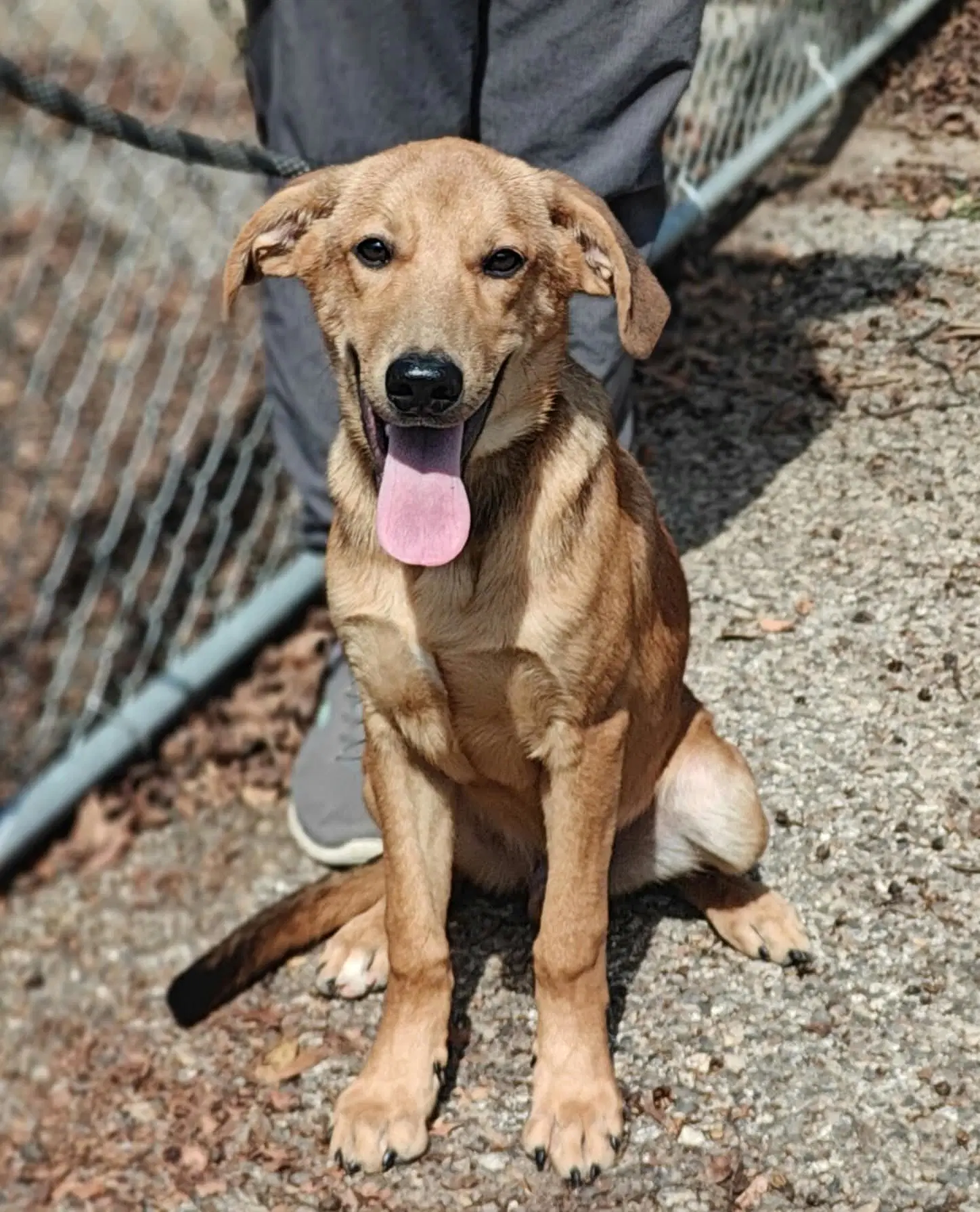 Archie - Retriever