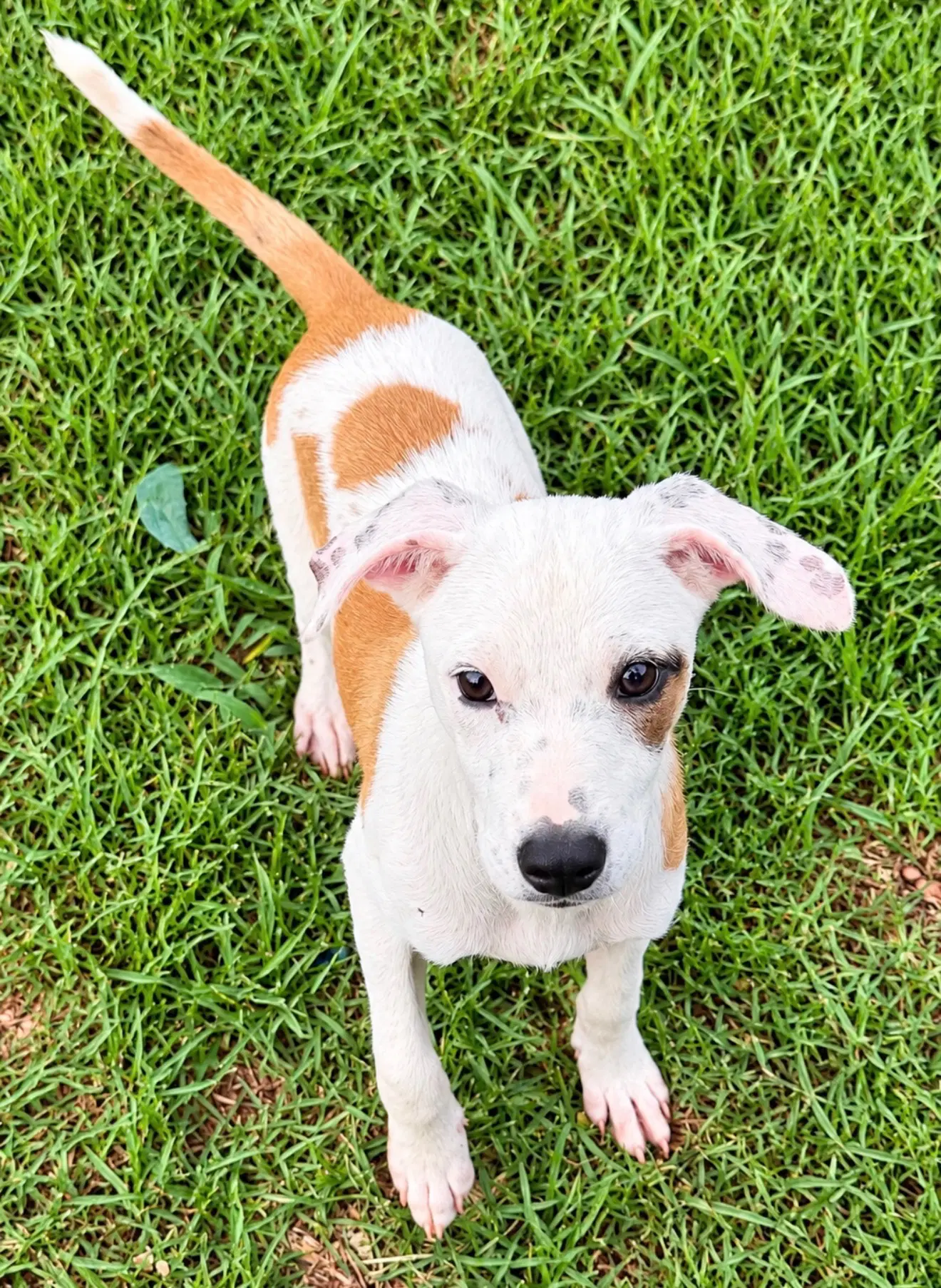 Sally Sue - Hound