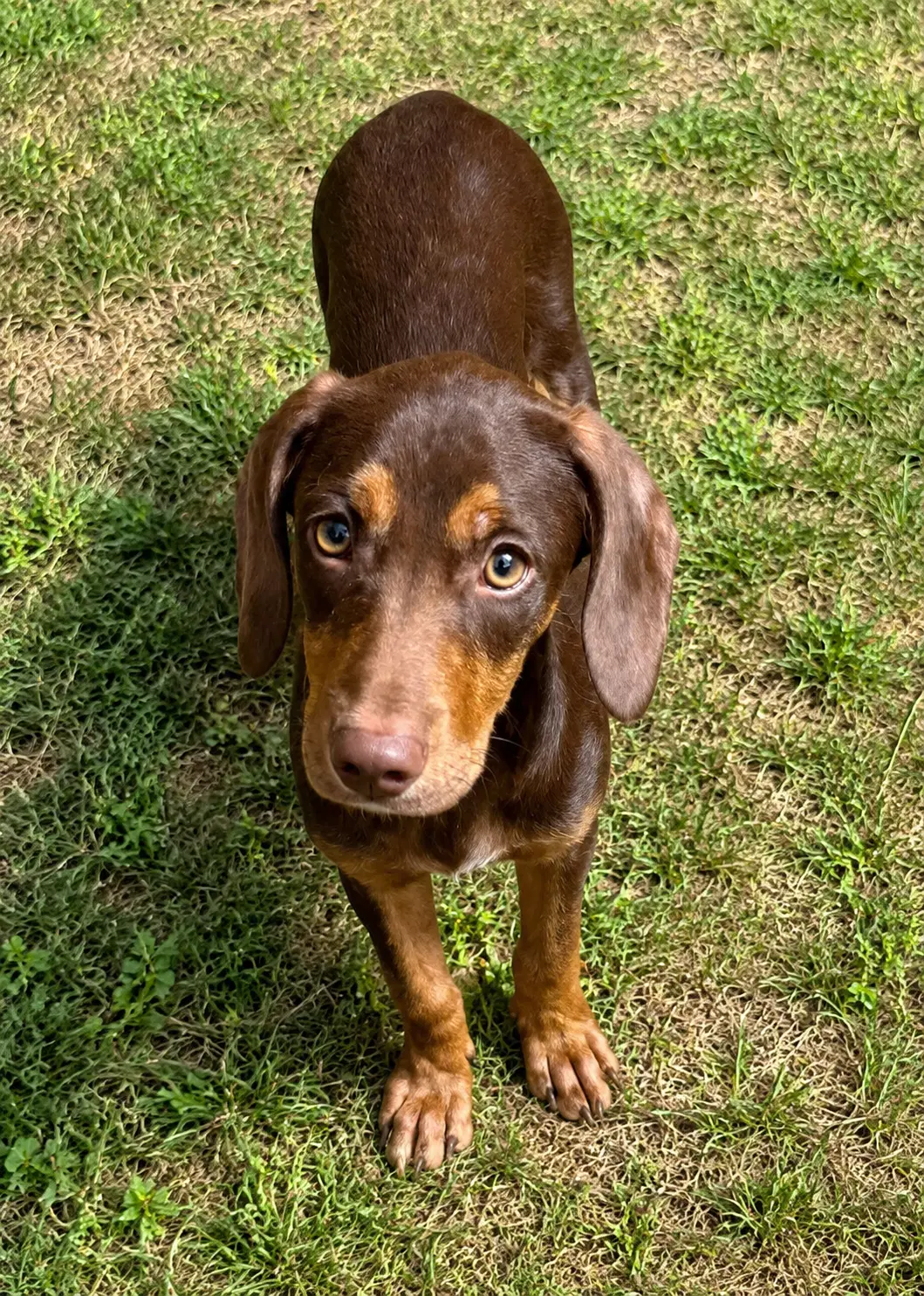 Rusty Roo - Hound