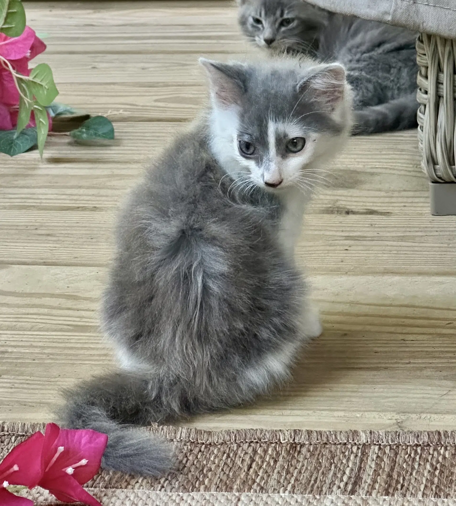 Juno - Domestic Long Hair