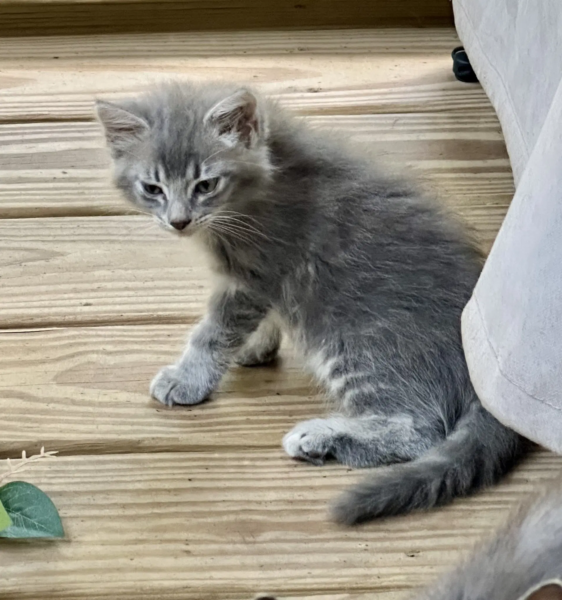 Jade - Domestic Long Hair
