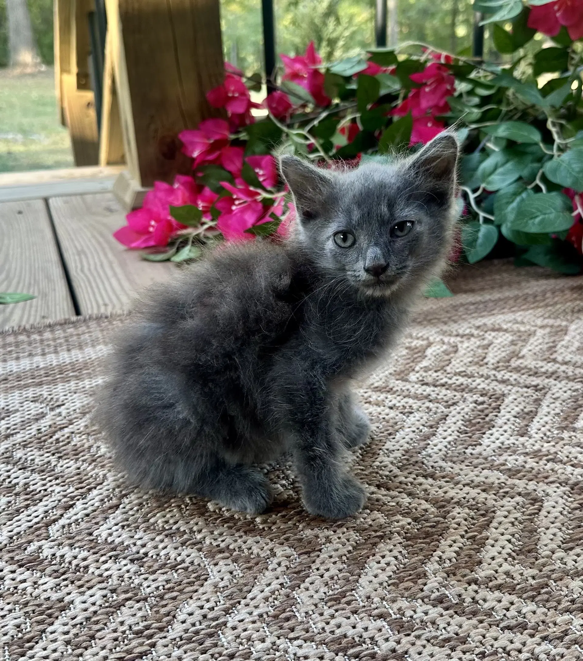Joseph - Domestic Long Hair