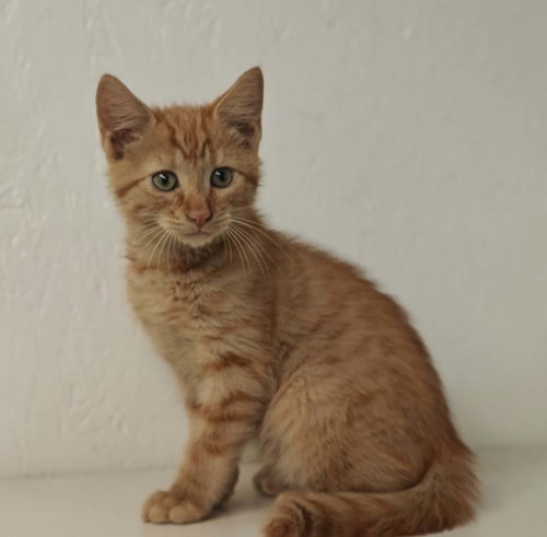 Rumble, a cat for adoption from A Second Chance Puppies and Kittens Rescue
