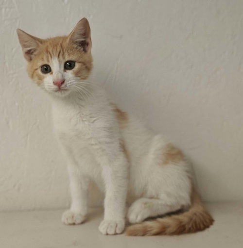 Rowdy, a cat for adoption from A Second Chance Puppies and Kittens Rescue