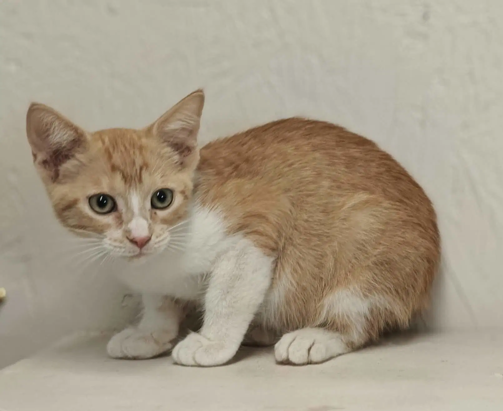 Elvis - Domestic Short Hair