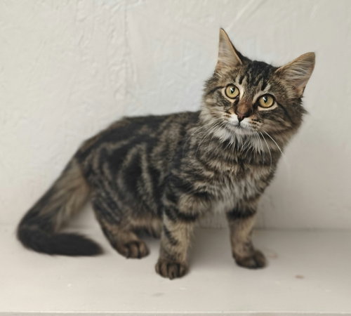 Amani *, a cat for adoption from A Second Chance Puppies and Kittens Rescue