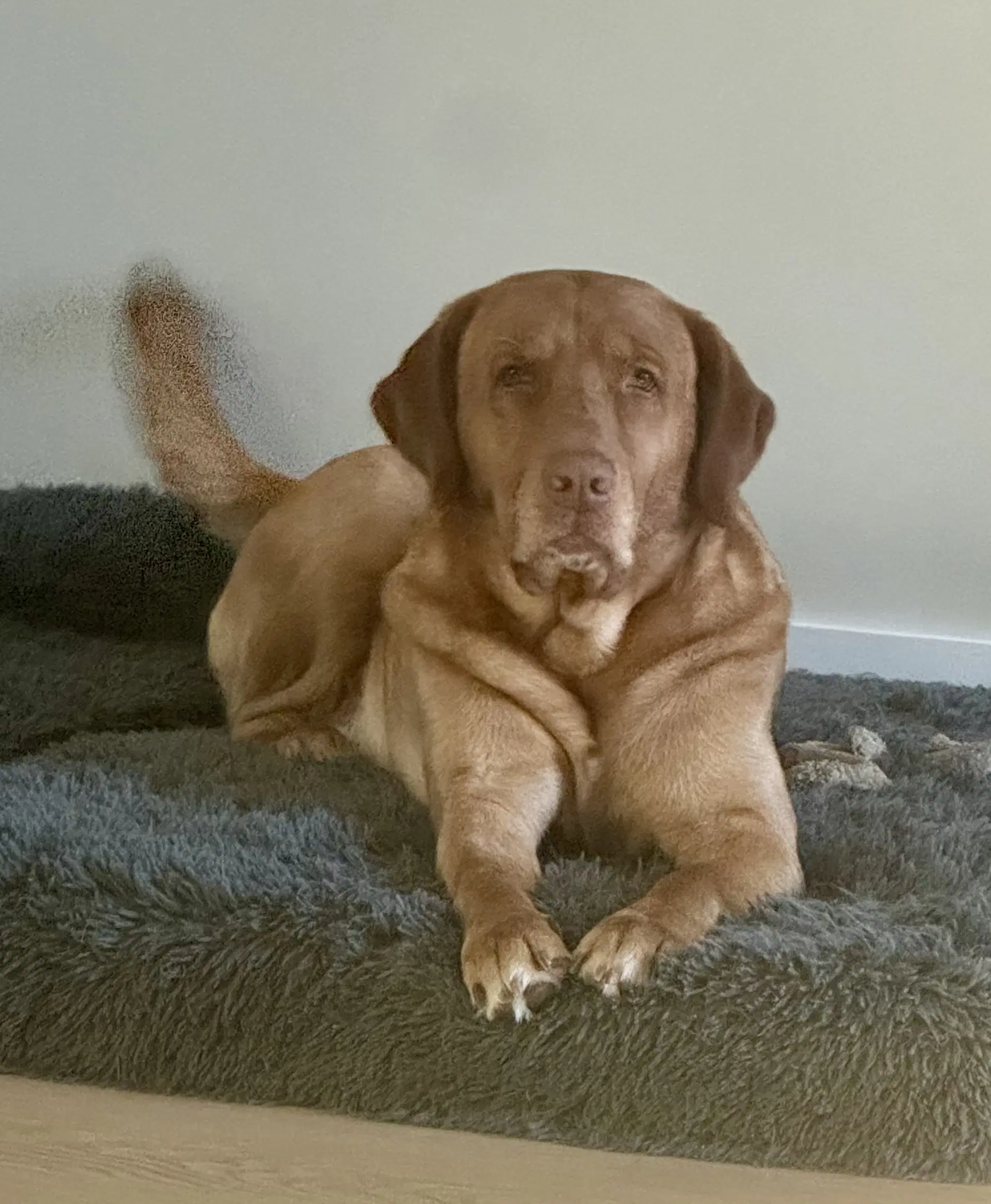 Ragnar - Labrador Retriever