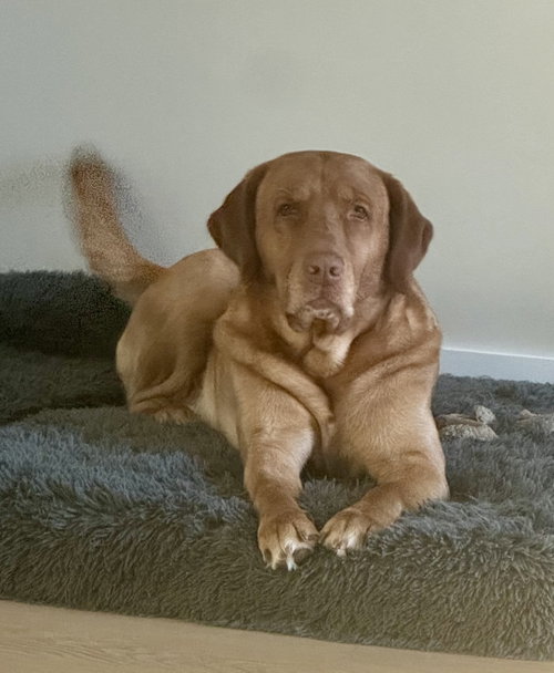 Ragnar, Labrador Retriever