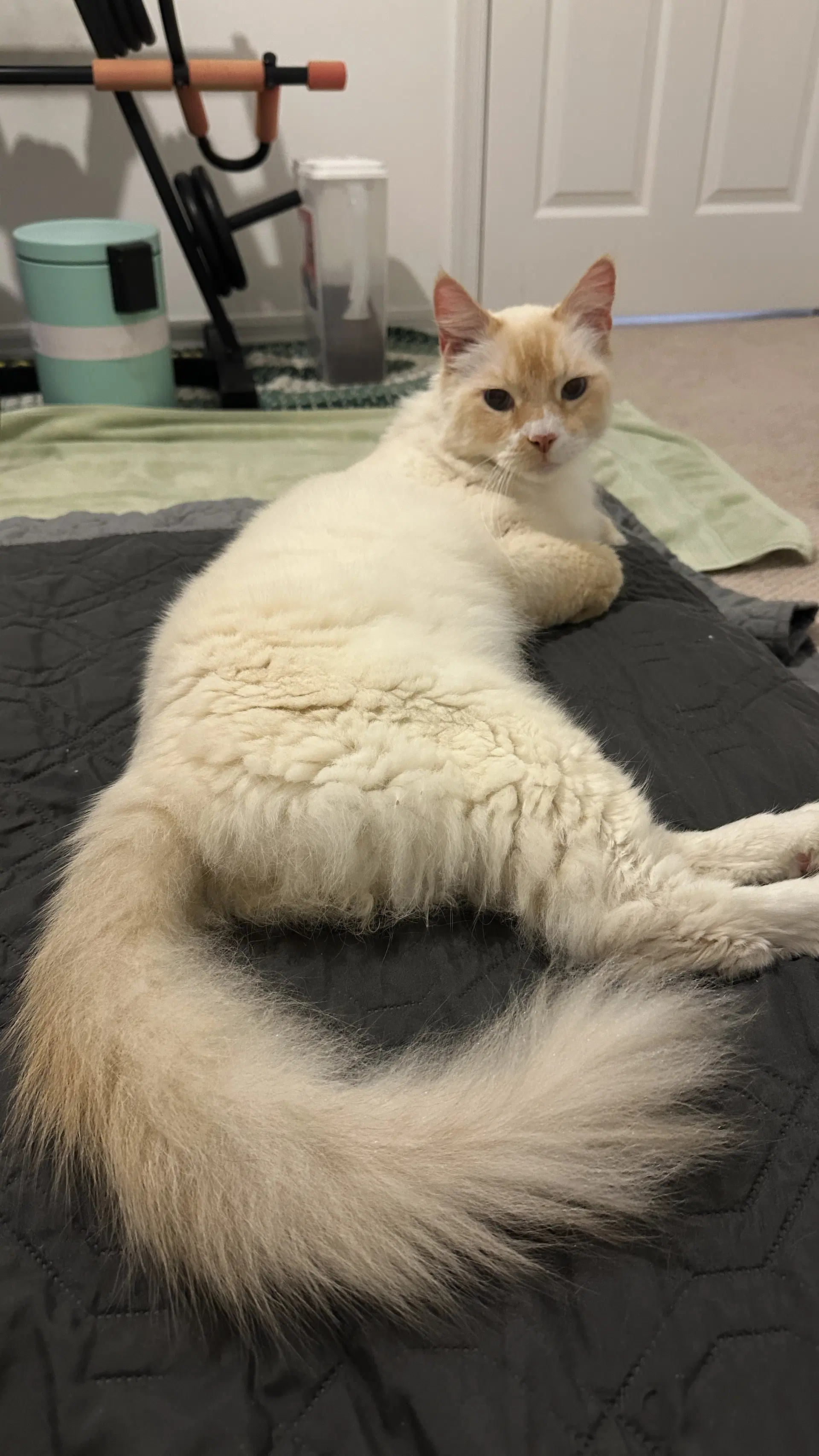 Creamsicle - Domestic Medium Hair