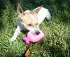 JJ