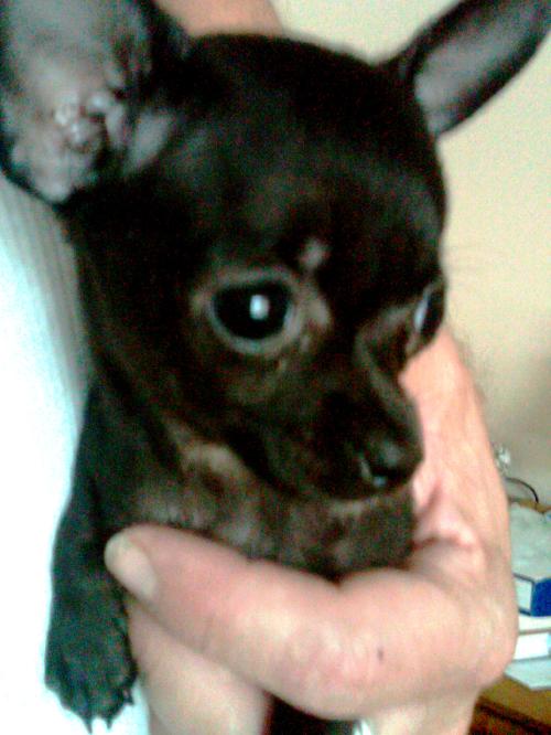 Chacha