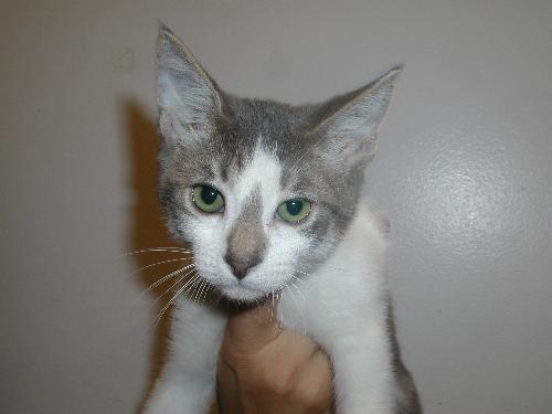 Loki