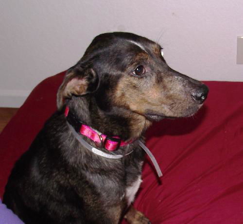 Nixie