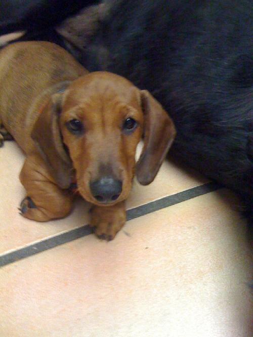 Chili Dog