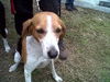 Marga