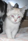 Pepper