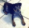 Brisco