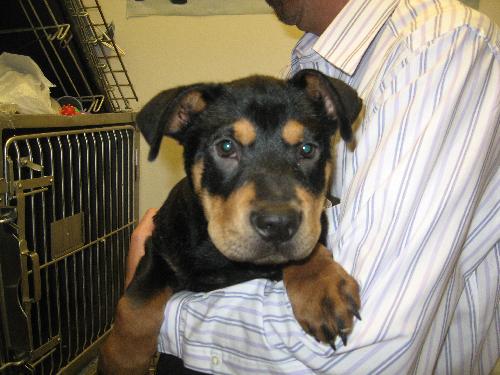 Brisco