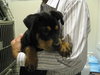 Brisco