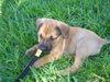 Bitsy