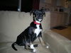 Bugsy
