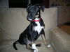 Bugsy