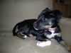 Bugsy