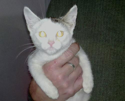 Khalua
