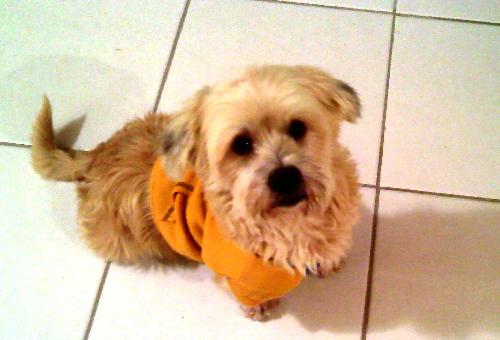 Benji