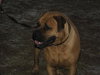 Bruno