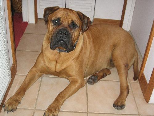 Bruno