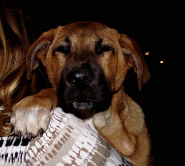Heidi