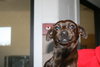 Sparky