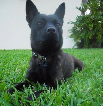 Dulce