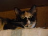 PATCHES