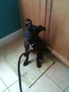 Marleigh