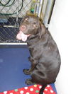 Matteo