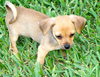 Lulula