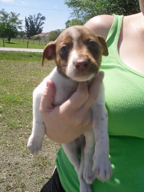 Scooby