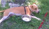 Cooper