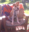 Cooper