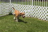 Cooper