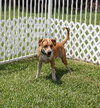 Cooper