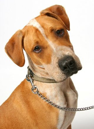 Cooper