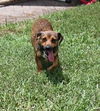 Maude
