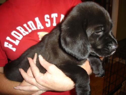 Marshall
